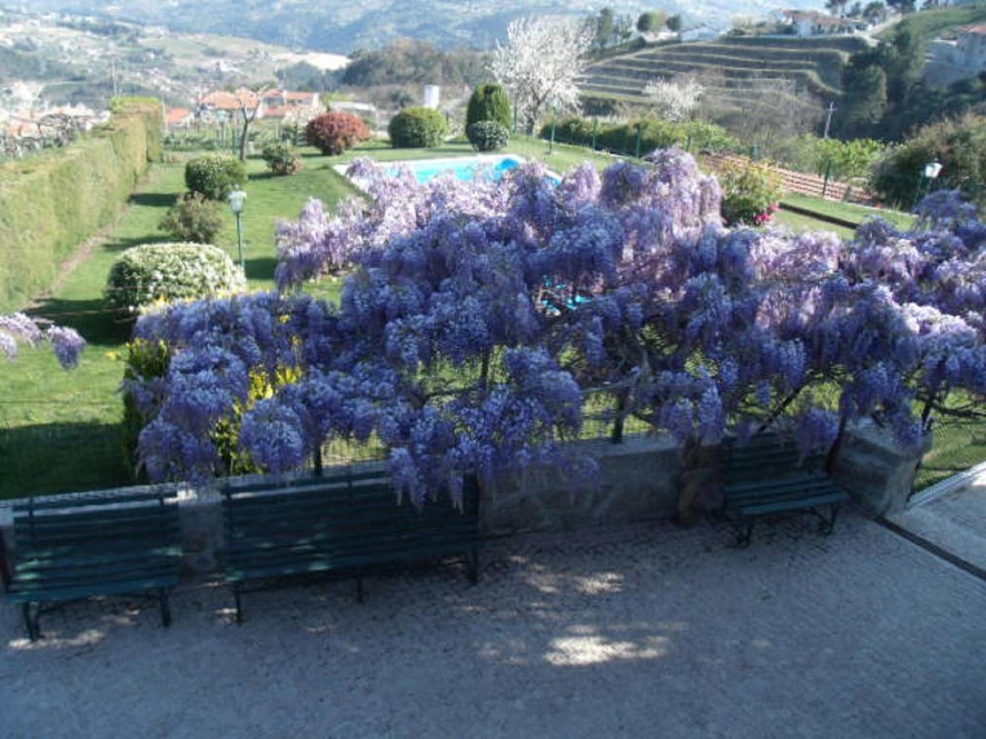 Quinta Da Casa Grande Pinheiro Pensionat Baião Exteriör bild
